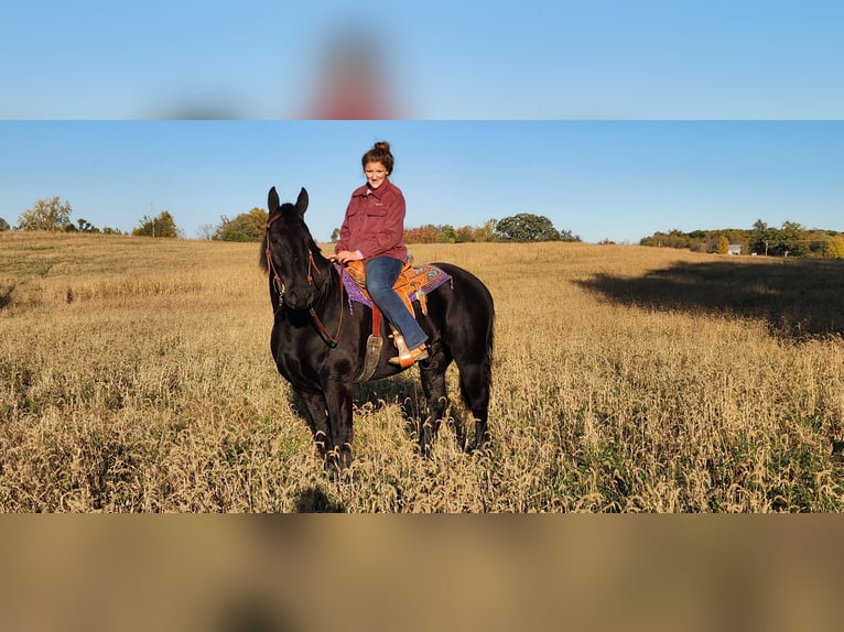 Frieserhästar Blandning Valack 8 år 165 cm Svart in Camden, MI