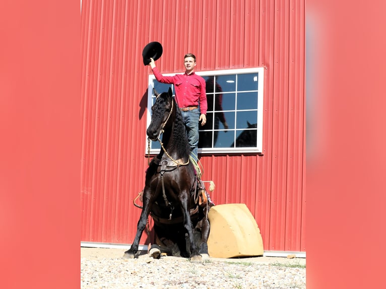 Frieserhästar Blandning Valack 8 år 170 cm Svart in Millersburg