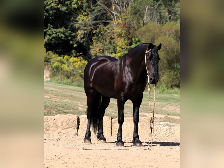 Frieserhästar Blandning Valack 8 år 170 cm Svart in Millersburg