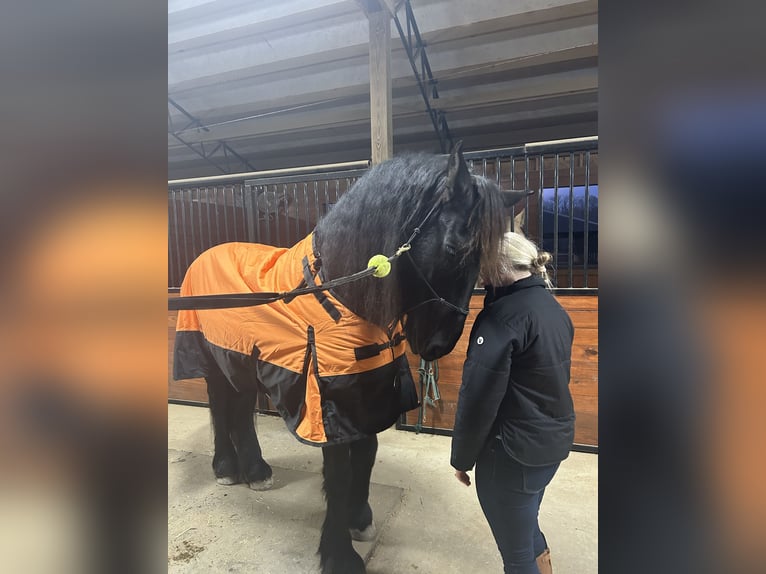 Frieserhästar Valack 9 år Svart in Pell city, Alabama