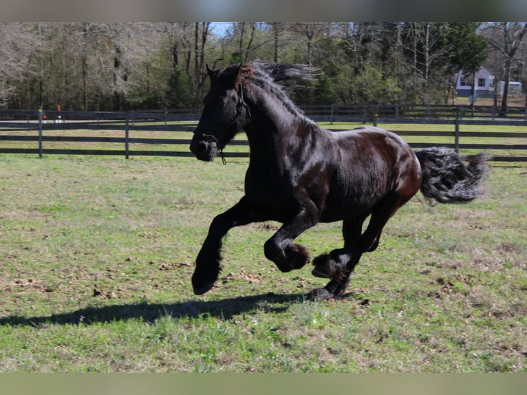 Frieserhästar Valack 9 år Svart in Pell city, Alabama