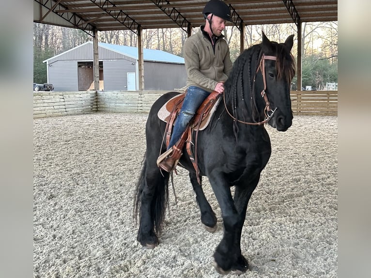 Frieserhästar Valack 9 år Svart in Pell city, Alabama