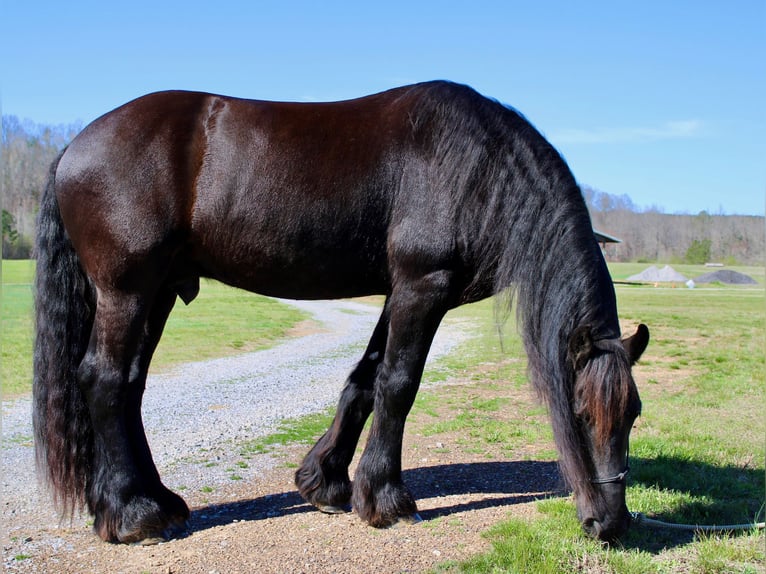 Frieserhästar Valack 9 år Svart in Pell city, Alabama