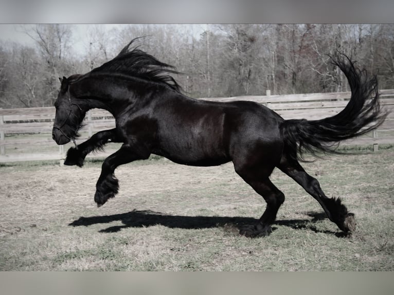 Frieserhästar Valack 9 år Svart in Pell city, Alabama