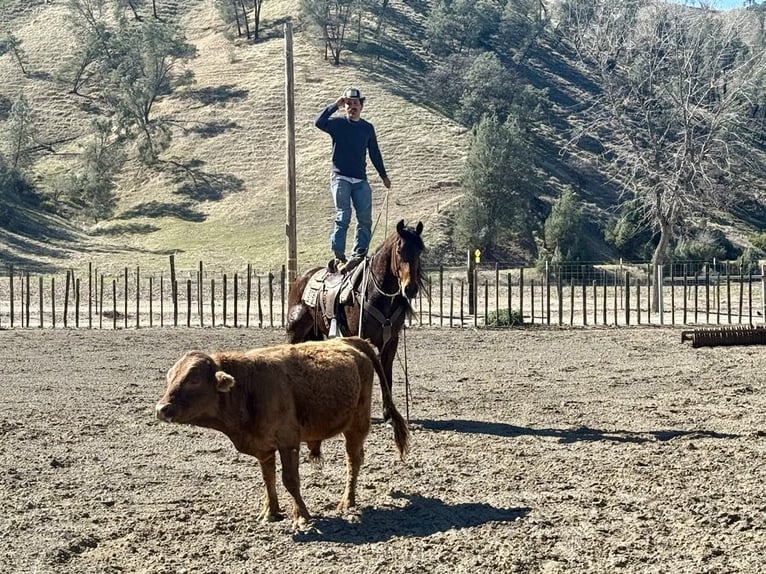 Friesian horses Gelding 10 years 15,1 hh Bay in Paicines CA