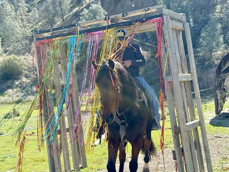 Friesian horses Gelding 10 years 15,1 hh Bay in Paicines CA