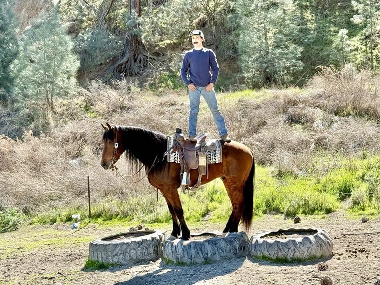 Friesian horses Gelding 10 years 15,1 hh Bay in Paicines CA