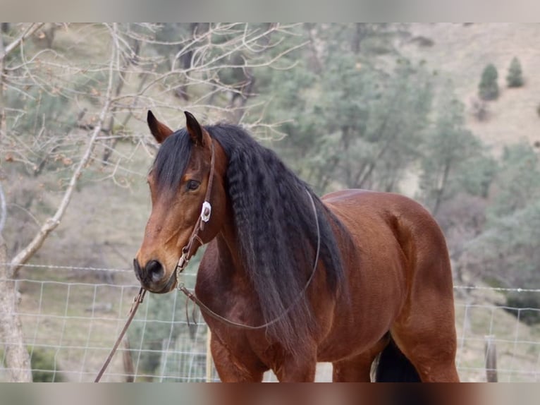 Friesian horses Gelding 10 years 15,1 hh Bay in Paicines CA