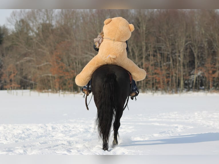 Friesian horses Mix Gelding 10 years 15,1 hh Black in Clarion