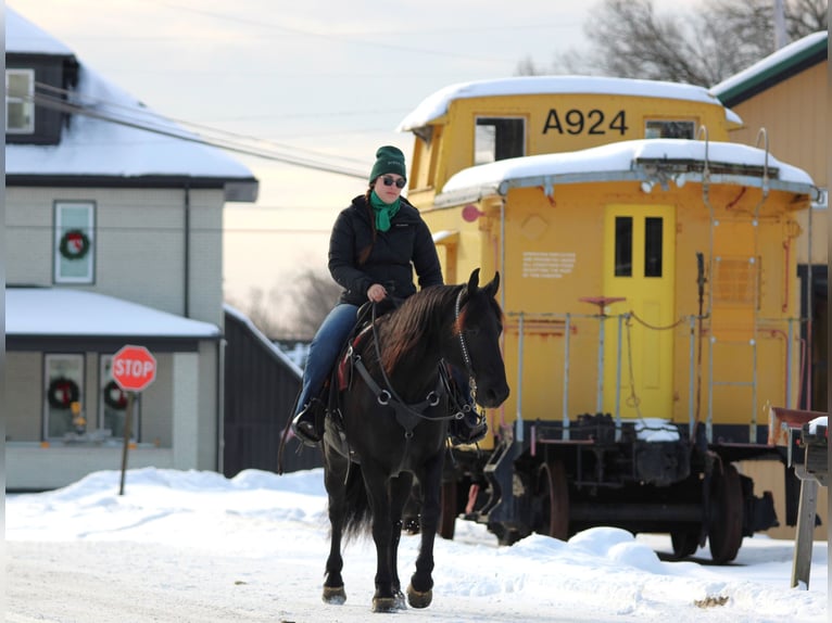 Friesian horses Mix Gelding 10 years 15,1 hh Black in Clarion