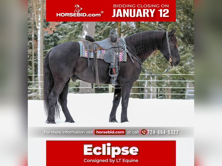 Friesian horses Mix Gelding 10 years 15,1 hh Black in Clarion