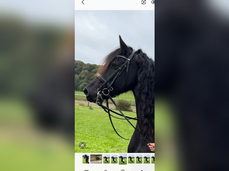 Friesian horses Gelding 10 years 15,2 hh in Leibnitz