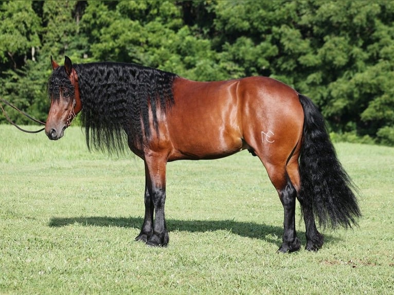 Friesian horses Gelding 10 years 15,2 hh Bay in Somerset KY
