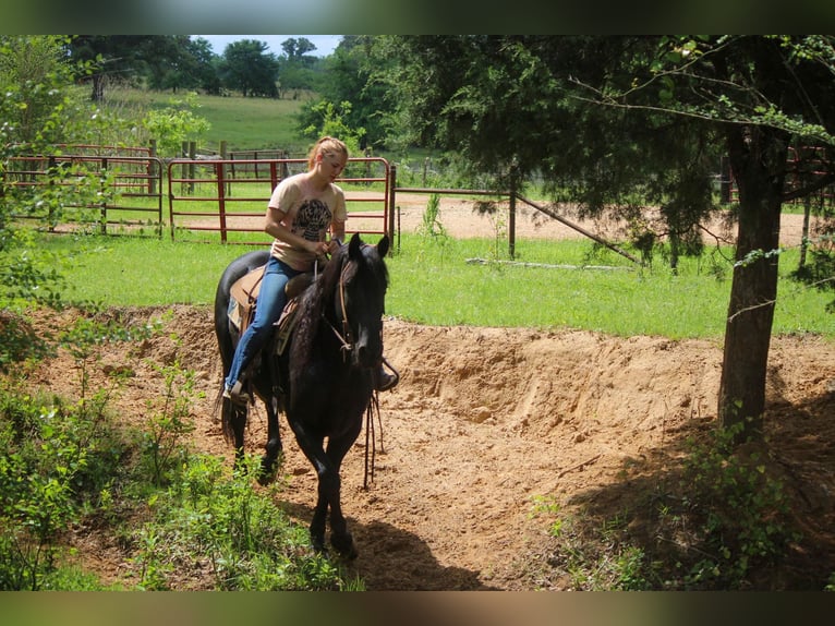 Friesian horses Gelding 10 years 15,2 hh Black in RUsk TX