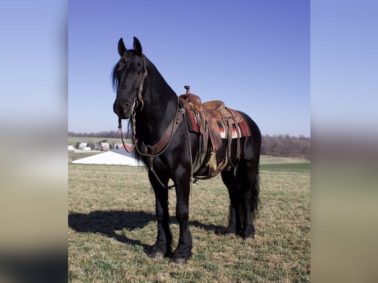 Friesian horses Gelding 10 years 15,2 hh Black in Millersburg, OH