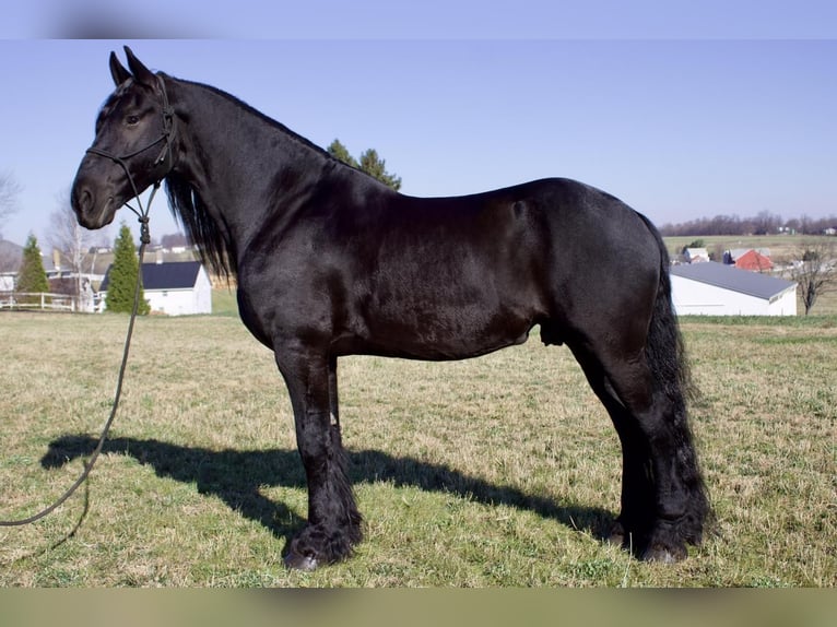 Friesian horses Gelding 10 years 15,2 hh Black in Millersburg, OH