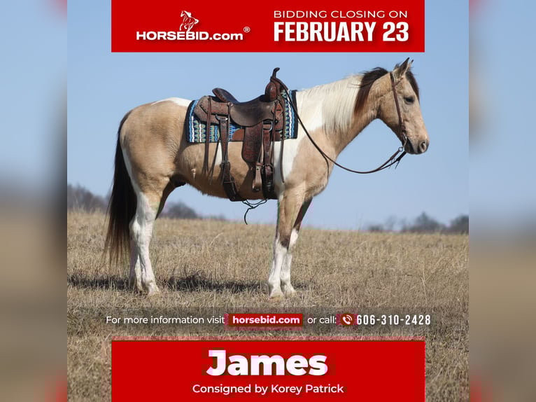 Friesian horses Mix Gelding 10 years 15.3 hh Buckskin in Brodhead