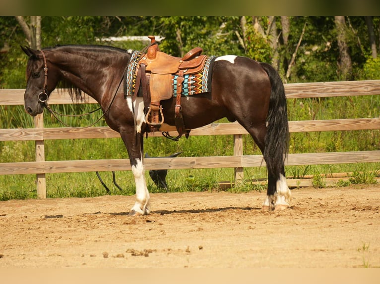 Friesian horses Mix Gelding 10 years 15,3 hh Pinto in Fresno