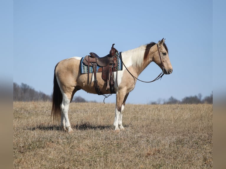 Friesian horses Gelding 10 years 15.3 hh Tobiano-all-colors in Brodhead