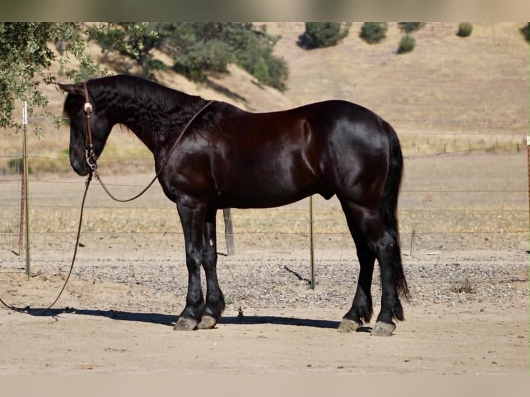 Friesian horses Gelding 10 years 15 hh Black in Tres Pinos