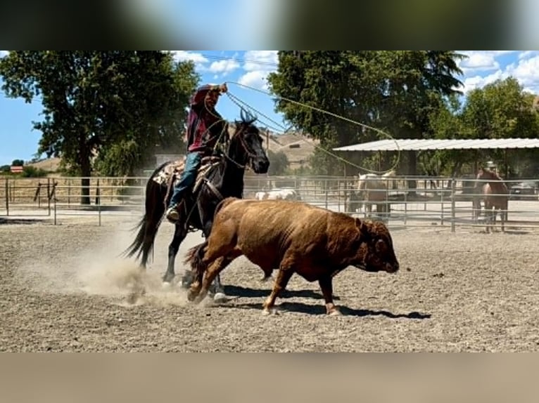 Friesian horses Gelding 10 years 15 hh Black in Tres Pinos