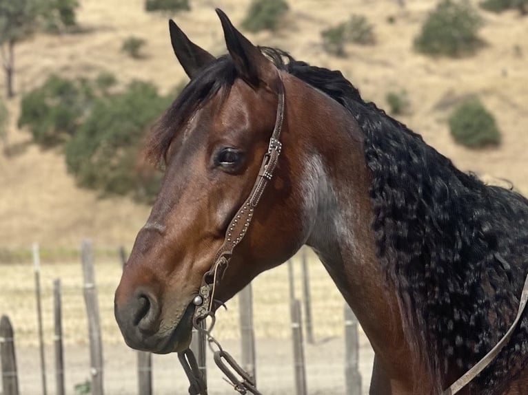 Friesian horses Gelding 10 years 15 hh Roan-Bay in Paicines CA