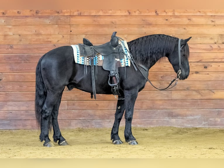 Friesian horses Mix Gelding 10 years 15,1 hh Black in Clarion