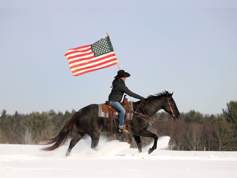 Friesian horses Mix Gelding 10 years 15,1 hh Black in Clarion