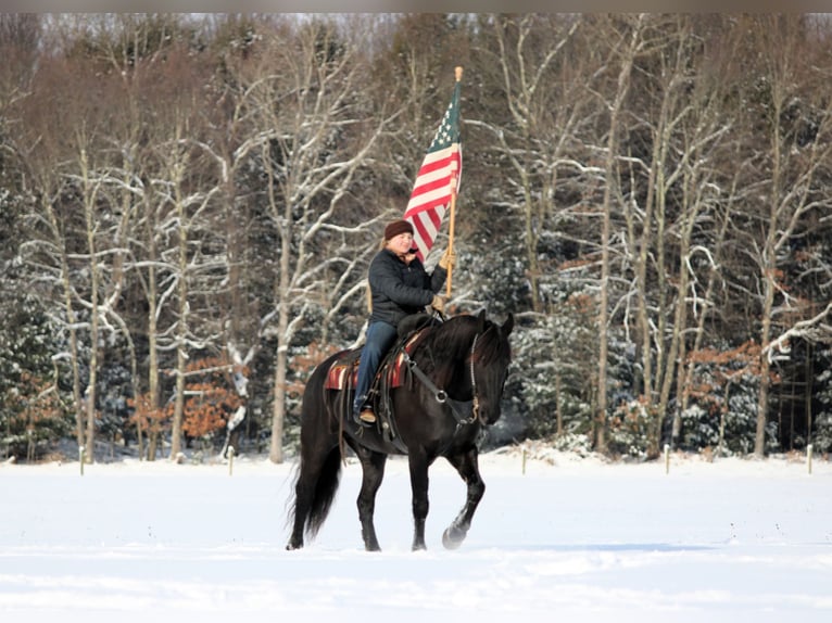 Friesian horses Mix Gelding 10 years 15,1 hh Black in Clarion