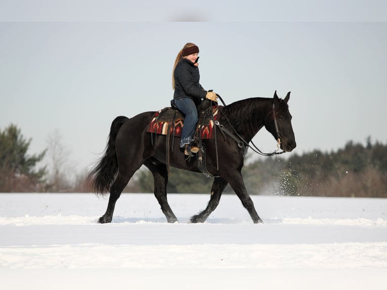 Friesian horses Mix Gelding 10 years 15,1 hh Black in Clarion
