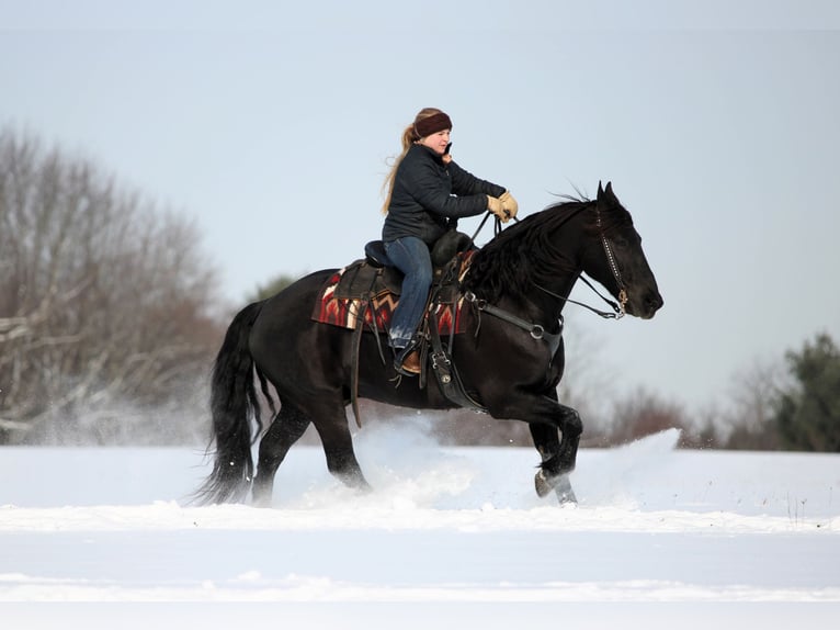 Friesian horses Mix Gelding 10 years 15,1 hh Black in Clarion
