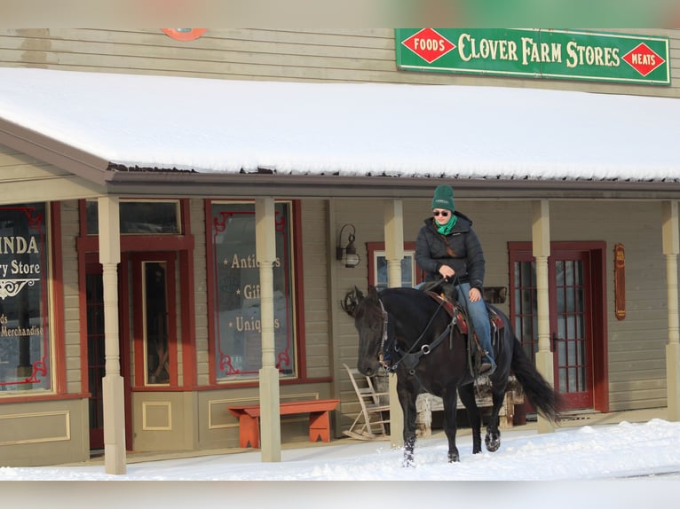 Friesian horses Mix Gelding 10 years 15,1 hh Black in Clarion