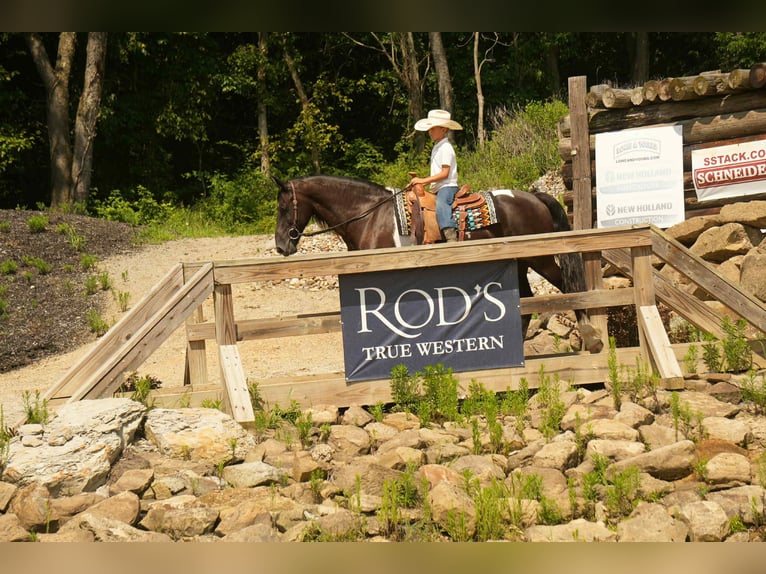 Friesian horses Mix Gelding 10 years 15,3 hh Pinto in Fresno