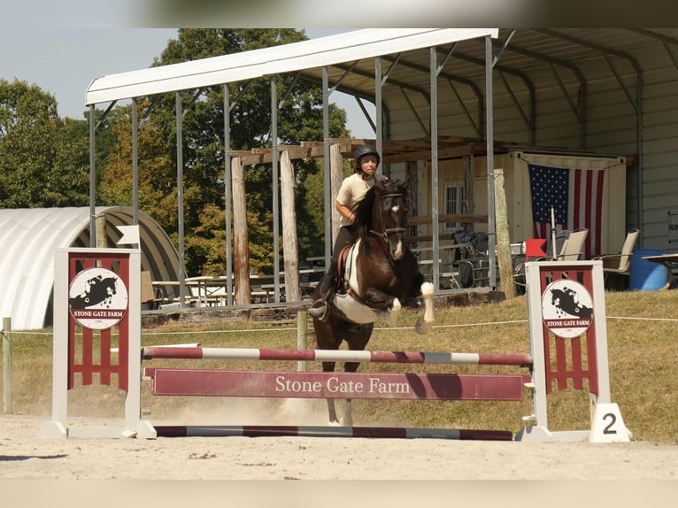 Friesian horses Mix Gelding 10 years 15,3 hh Pinto in Fresno