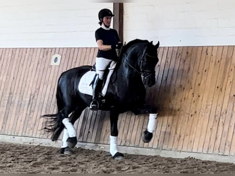 Friesian horses Gelding 10 years 16,1 hh Black in Lilienthal