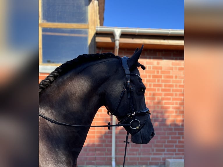 Friesian horses Gelding 10 years 16,1 hh Black in Lilienthal