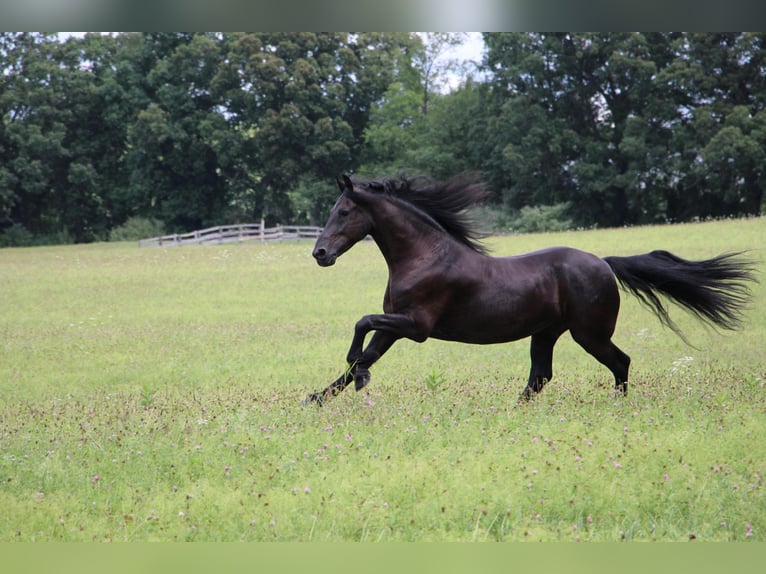 Friesian horses Gelding 10 years 16,1 hh Black in Highland MI
