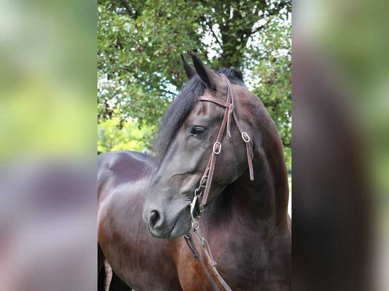 Friesian horses Gelding 10 years 16,1 hh Black in Highland MI