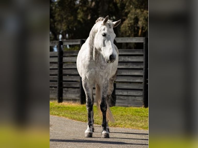 Friesian horses Gelding 10 years 16,1 hh Gray in OCALA, FL