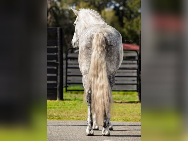 Friesian horses Gelding 10 years 16,1 hh Gray in OCALA, FL