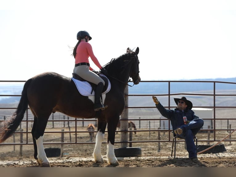 Friesian horses Gelding 10 years 16,1 hh Tobiano-all-colors in Bernard, IA