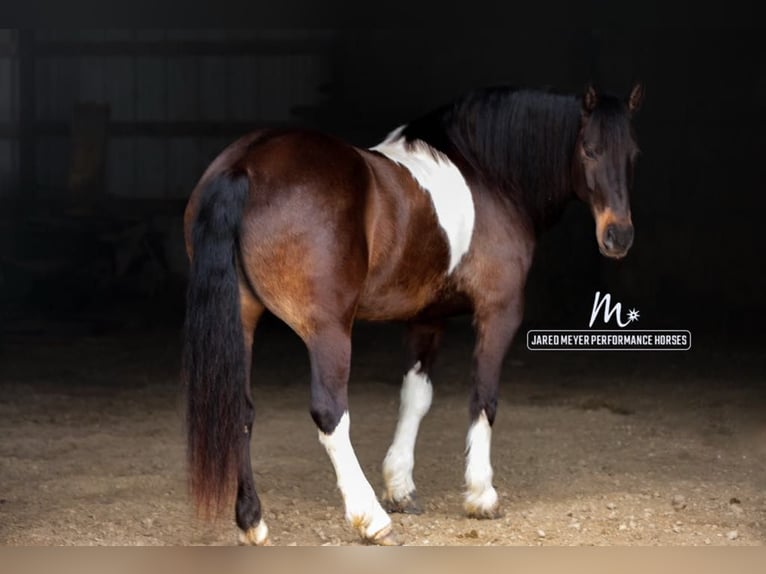 Friesian horses Gelding 10 years 16,1 hh Tobiano-all-colors in Bernard, IA