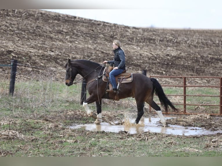 Friesian horses Gelding 10 years 16,1 hh Tobiano-all-colors in Bernard, IA