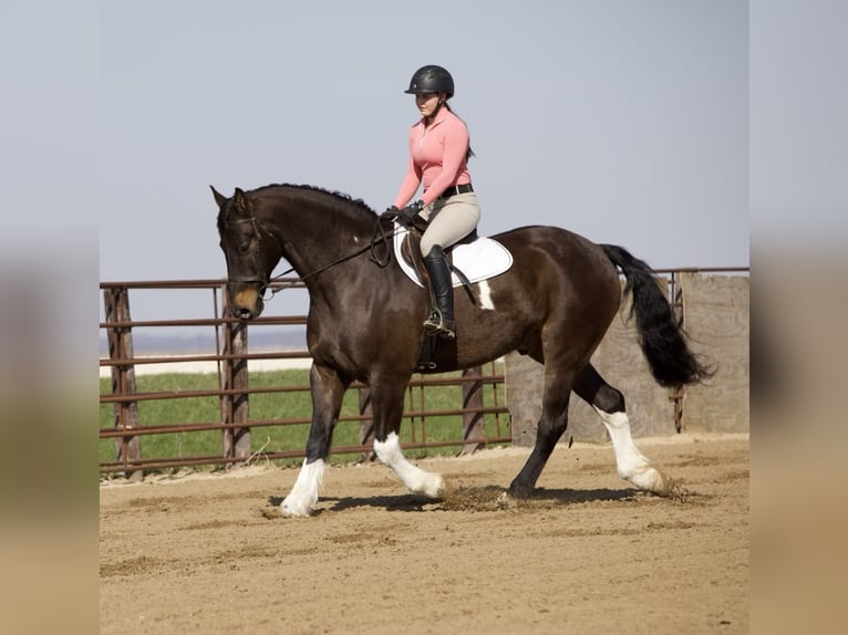 Friesian horses Gelding 10 years 16,1 hh Tobiano-all-colors in Bernard, IA