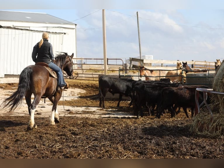 Friesian horses Gelding 10 years 16,1 hh Tobiano-all-colors in Bernard, IA