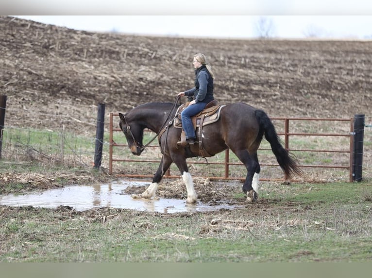 Friesian horses Gelding 10 years 16,1 hh Tobiano-all-colors in Bernard, IA