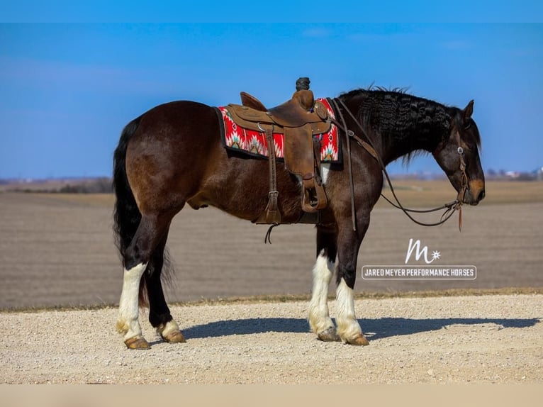 Friesian horses Gelding 10 years 16,1 hh Tobiano-all-colors in Bernard, IA