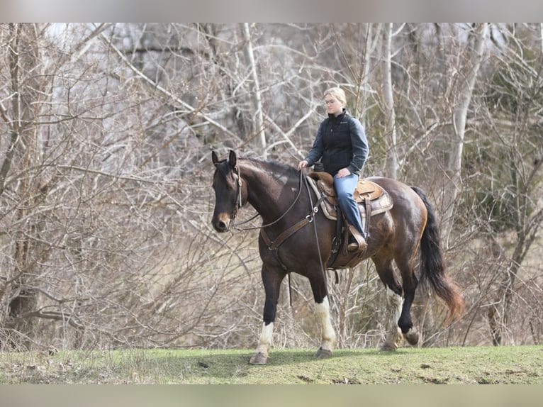 Friesian horses Gelding 10 years 16,1 hh Tobiano-all-colors in Bernard, IA