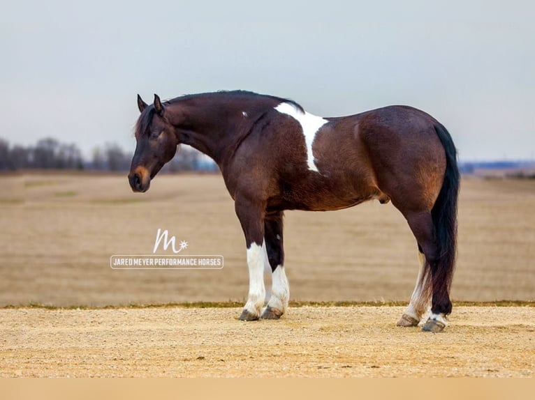 Friesian horses Gelding 10 years 16,1 hh Tobiano-all-colors in Bernard, IA