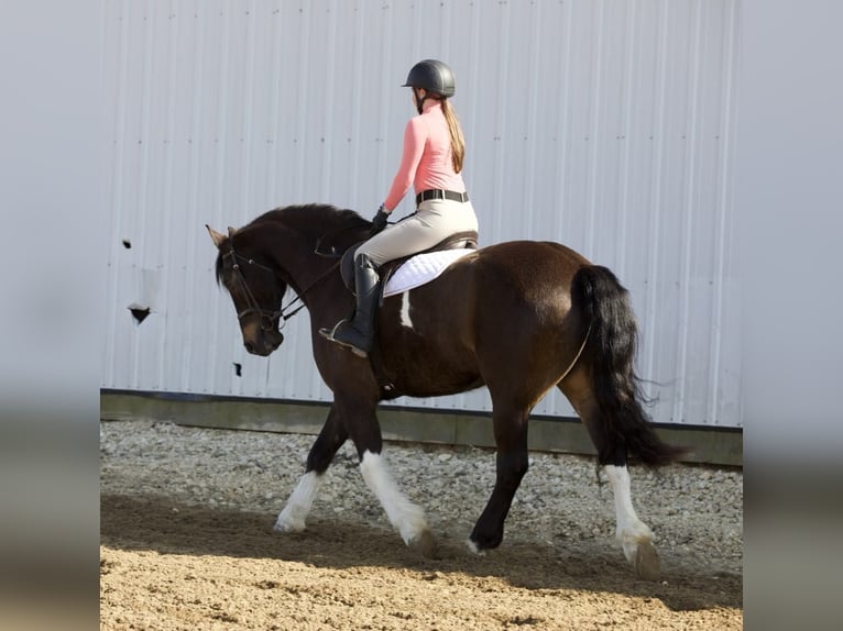Friesian horses Gelding 10 years 16,1 hh Tobiano-all-colors in Bernard, IA